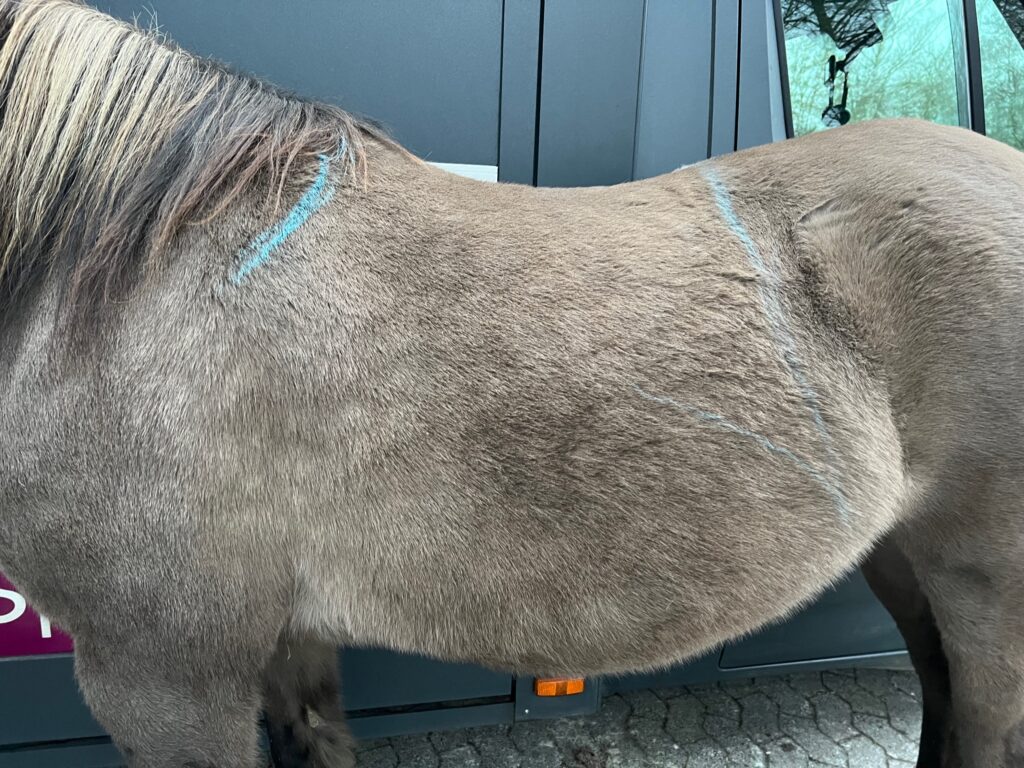 Equiscan Pferderückenvermessung Sabine Sauer Pss-Tierbetreuung