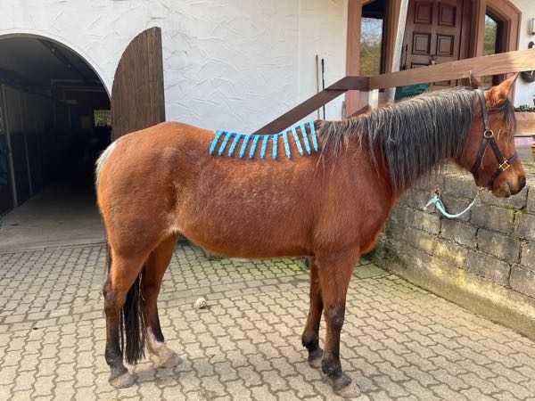 Equiscan Pferderückenvermessung Sabine Sauer Pss-Tierbetreuung