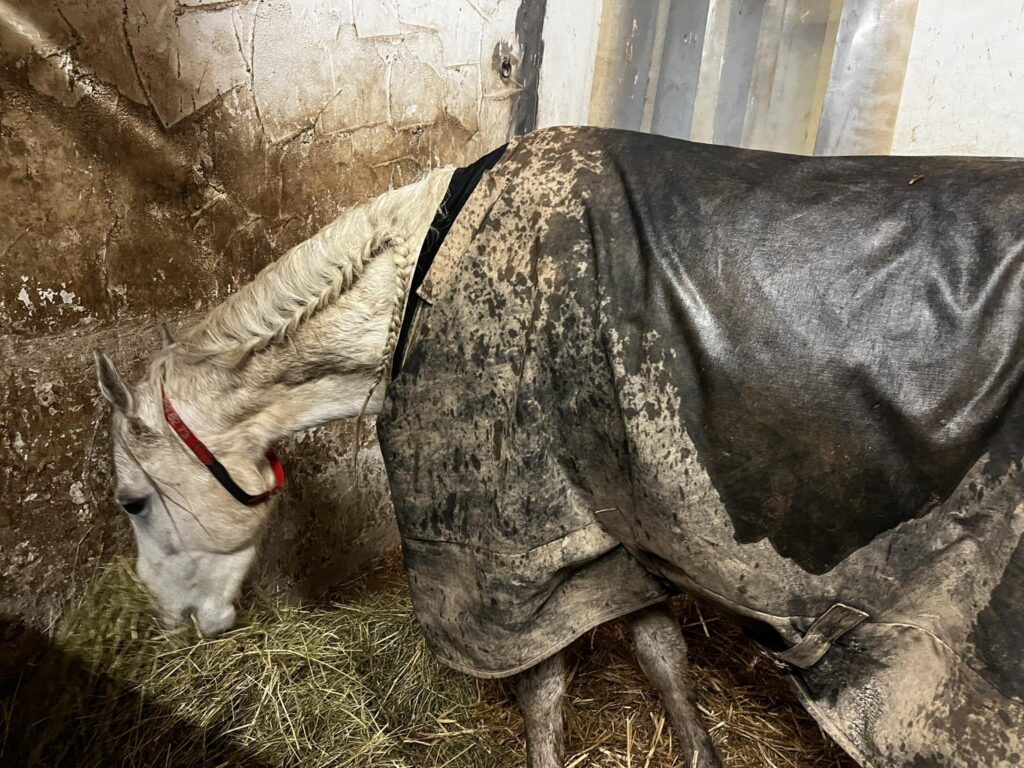 Braucht mein Pferd bei Hitze eine Decke?