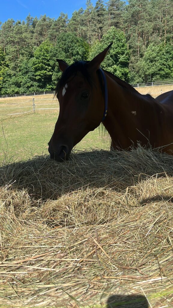 Pferd mit Heu